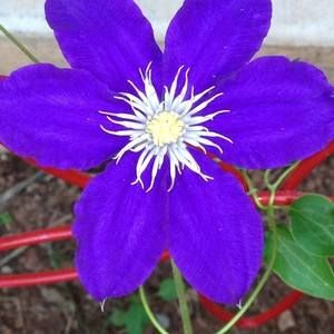 Meet your Posher, Marci